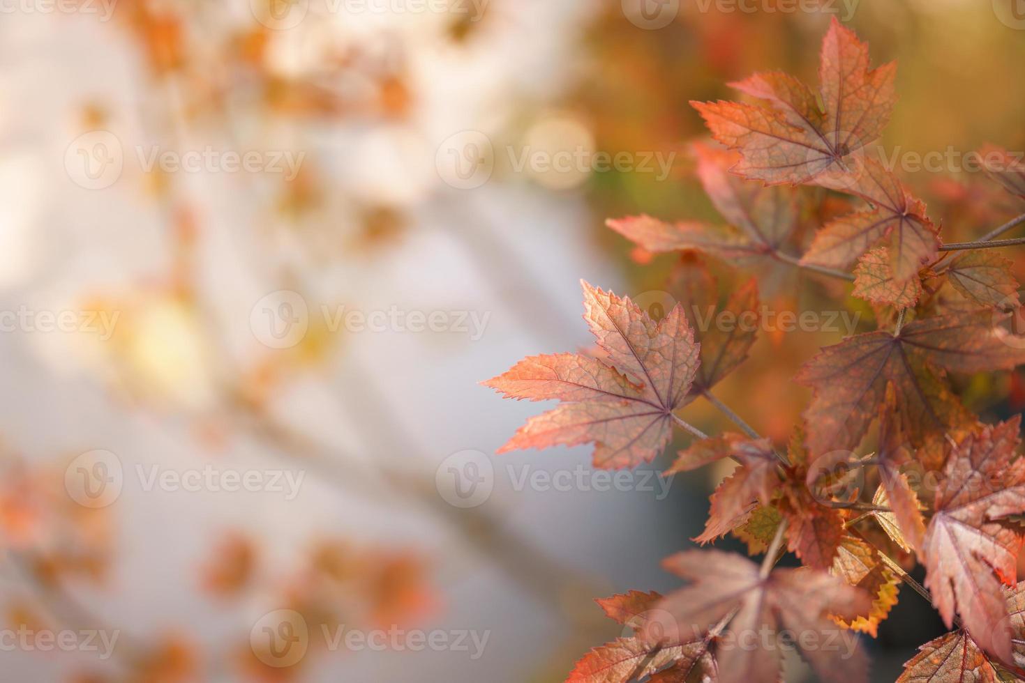 Closeup of beautiful nature view orange red maple leaf on blurred leaf background in garden with copy space using as background wallpaper page concept. photo