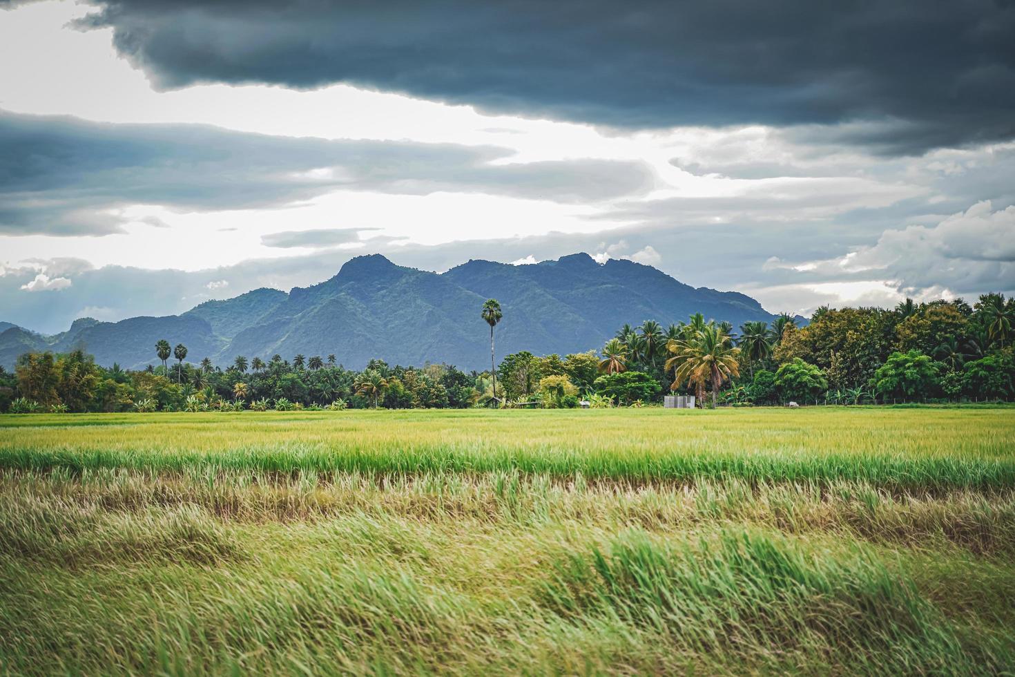 Green rice field with mountain background under cloudy sky after rain in rainy season, panoramic view rice . photo