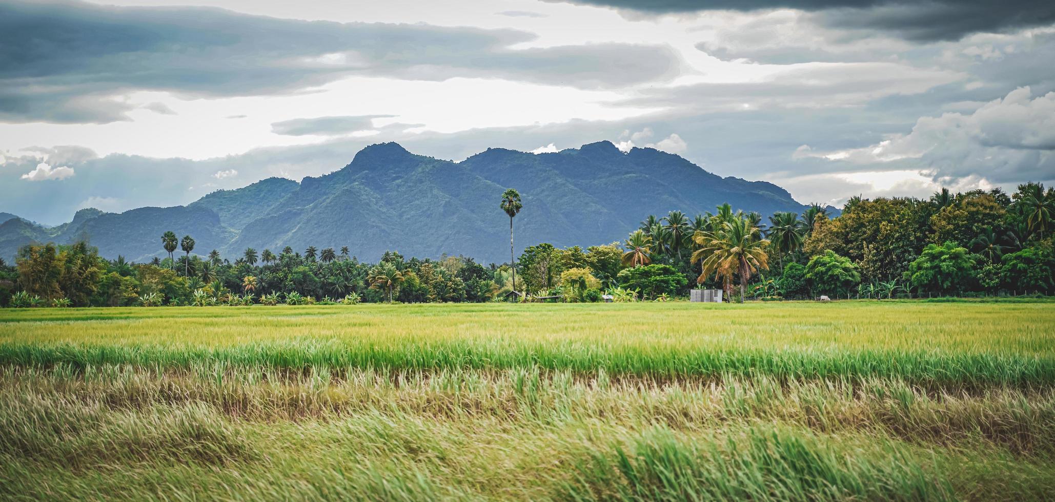 Green rice field with mountain background under cloudy sky after rain in rainy season, panoramic view rice . photo