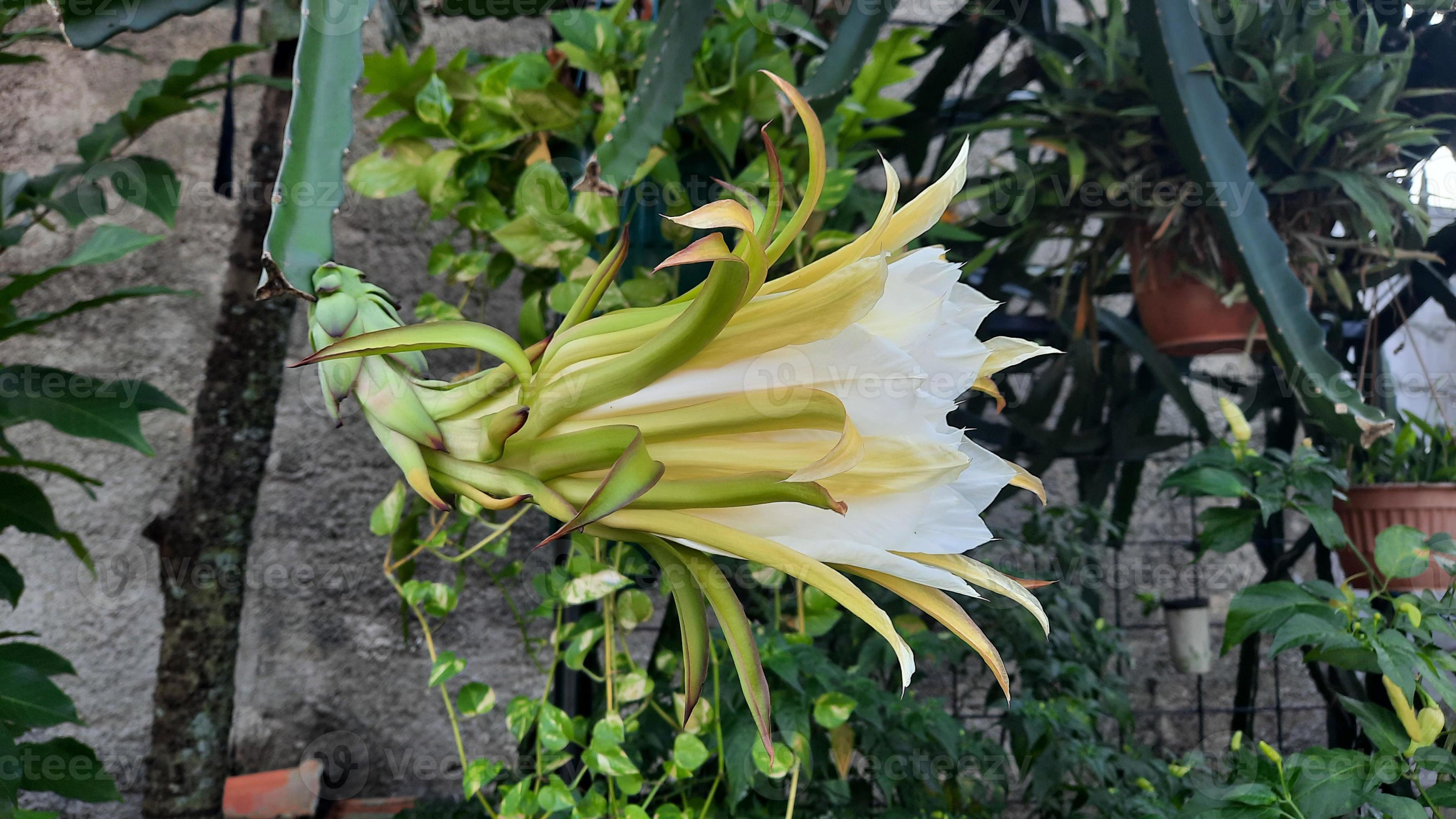 Dragon fruit flowers that begin to bloom after a few weeks of flowers appear, and then will
