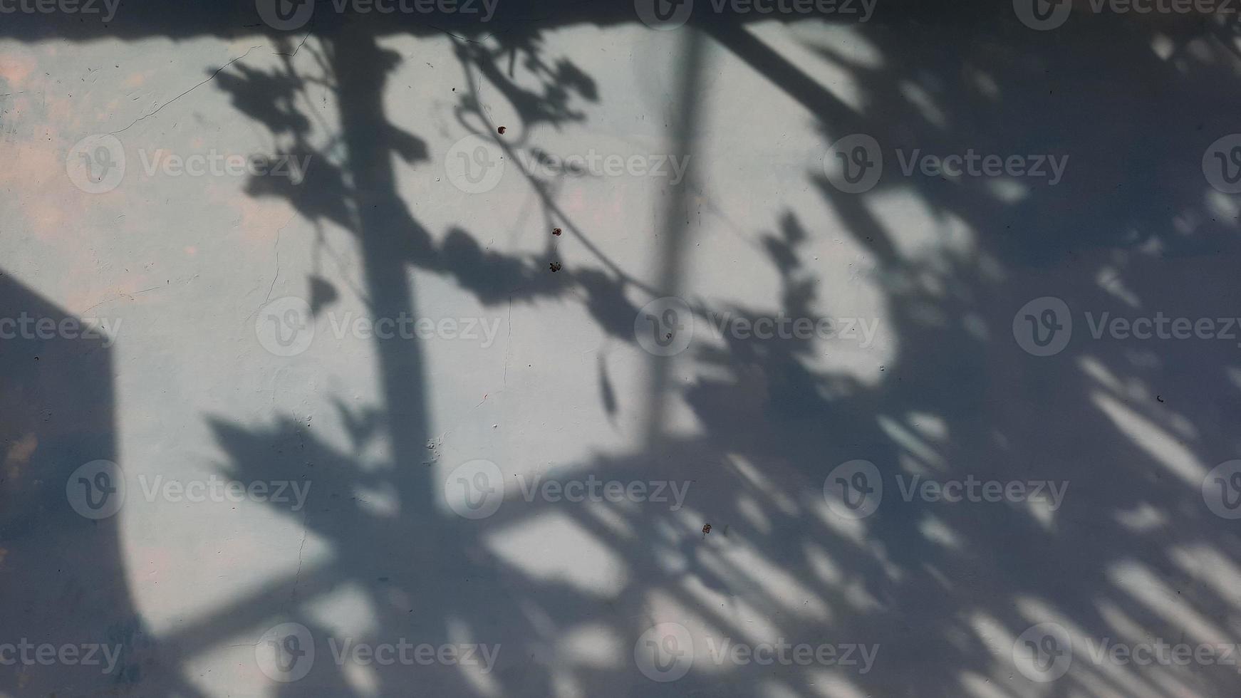 Plant shadow background on the wall 02 photo