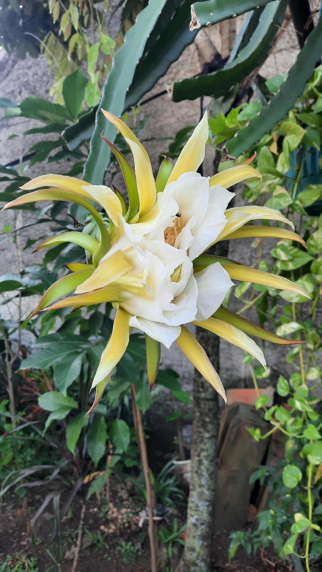 Dragon fruit flowers that begin to bloom after a few weeks of flowers appear, and then will