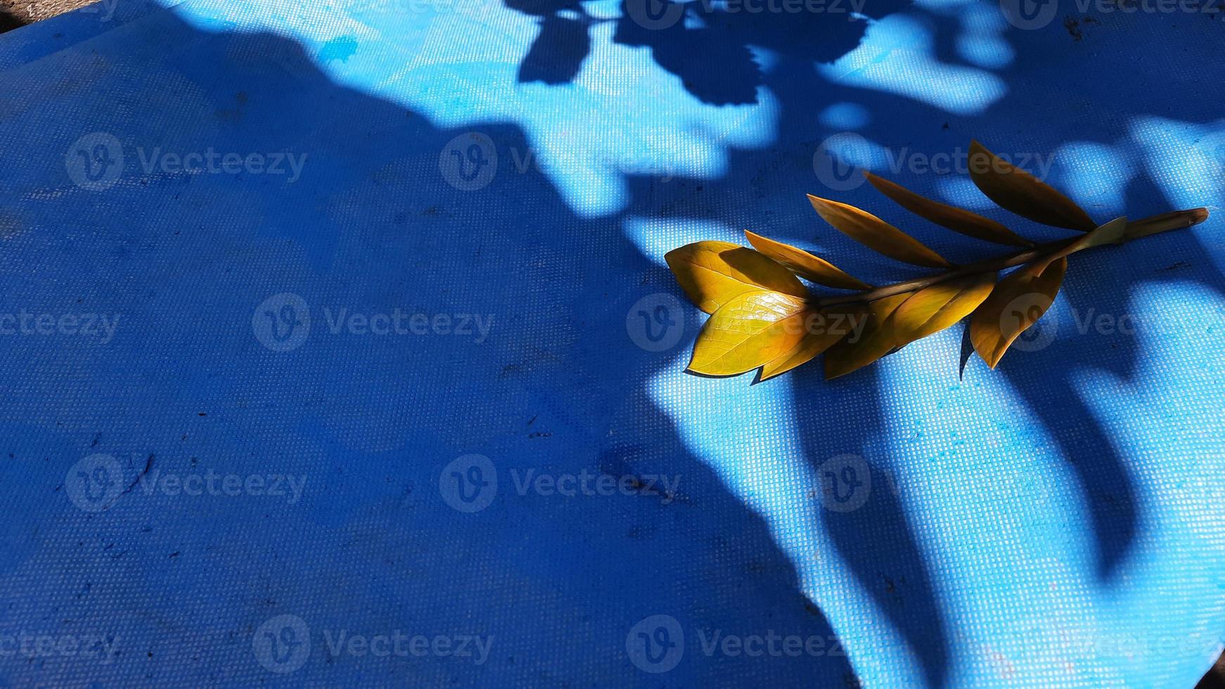 Yellow zz plant leaves on an open blue background with leaf shadow accents photo