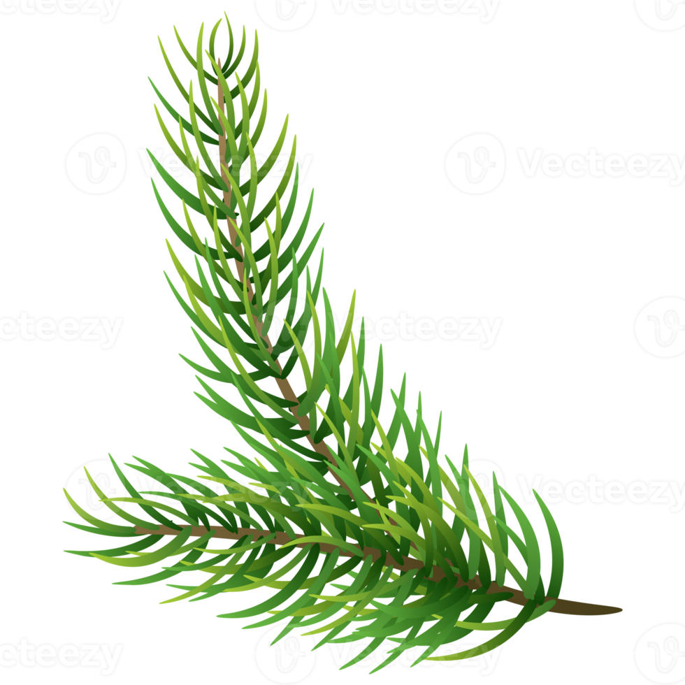 Fir tree branch. Christmas pine tree. png