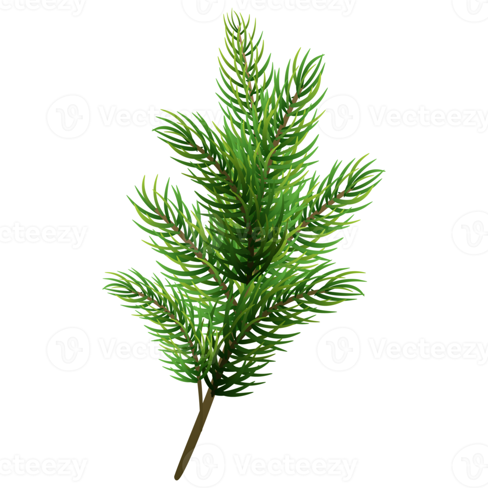 Fir tree branch. Christmas pine tree. png