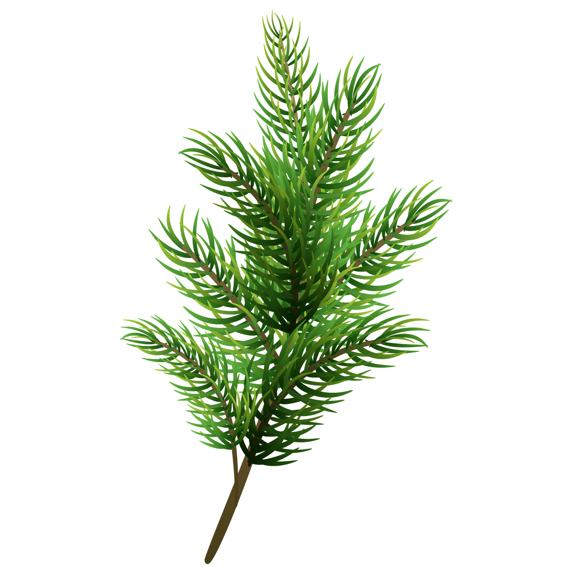 Fir tree branch. Christmas pine tree. 12995594 PNG