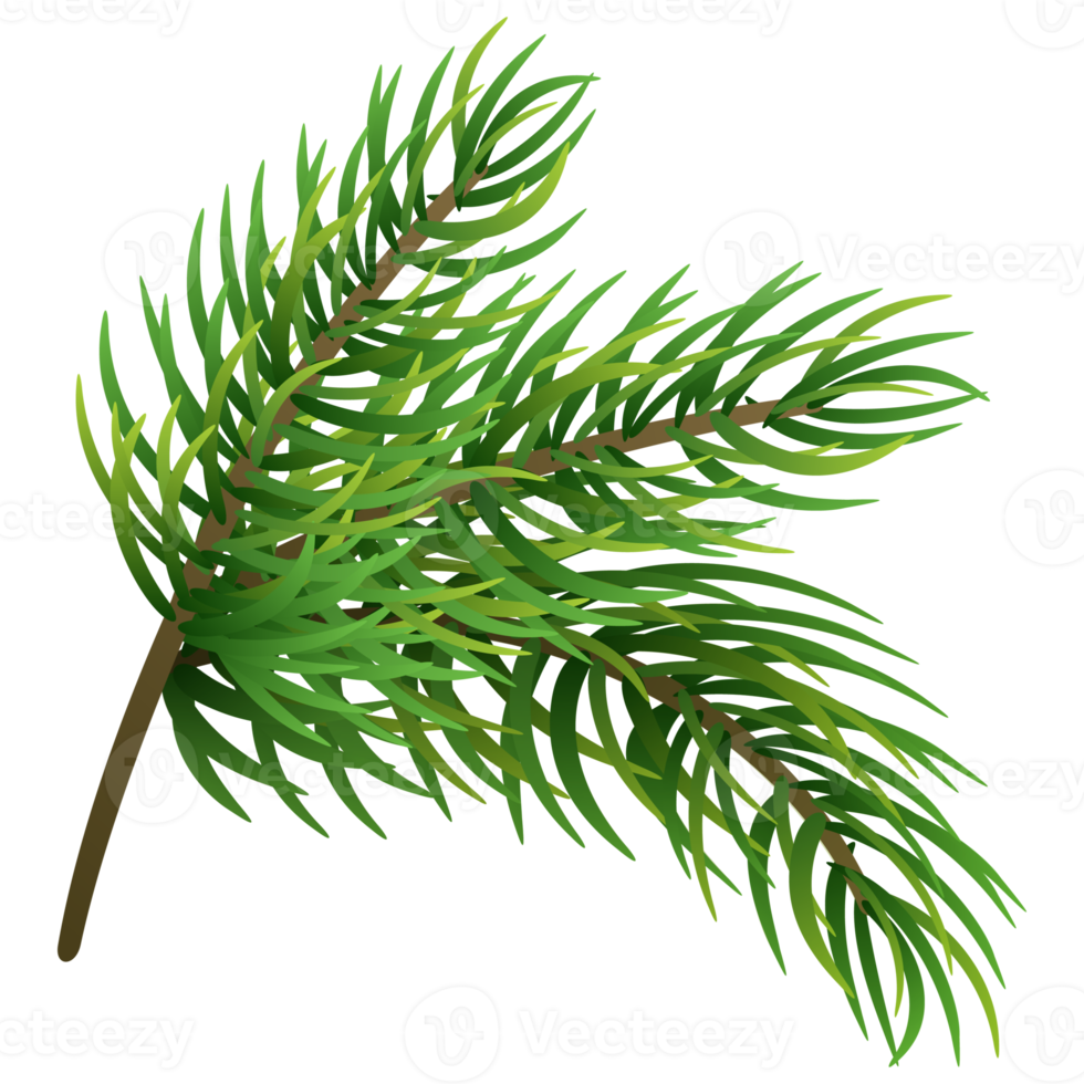 Fir tree branch. Christmas pine tree. png