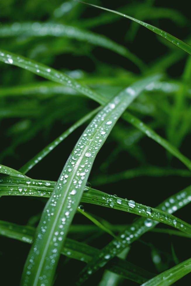 hierba verde fresca con gotas de rocío cerca después de la lluvia foto