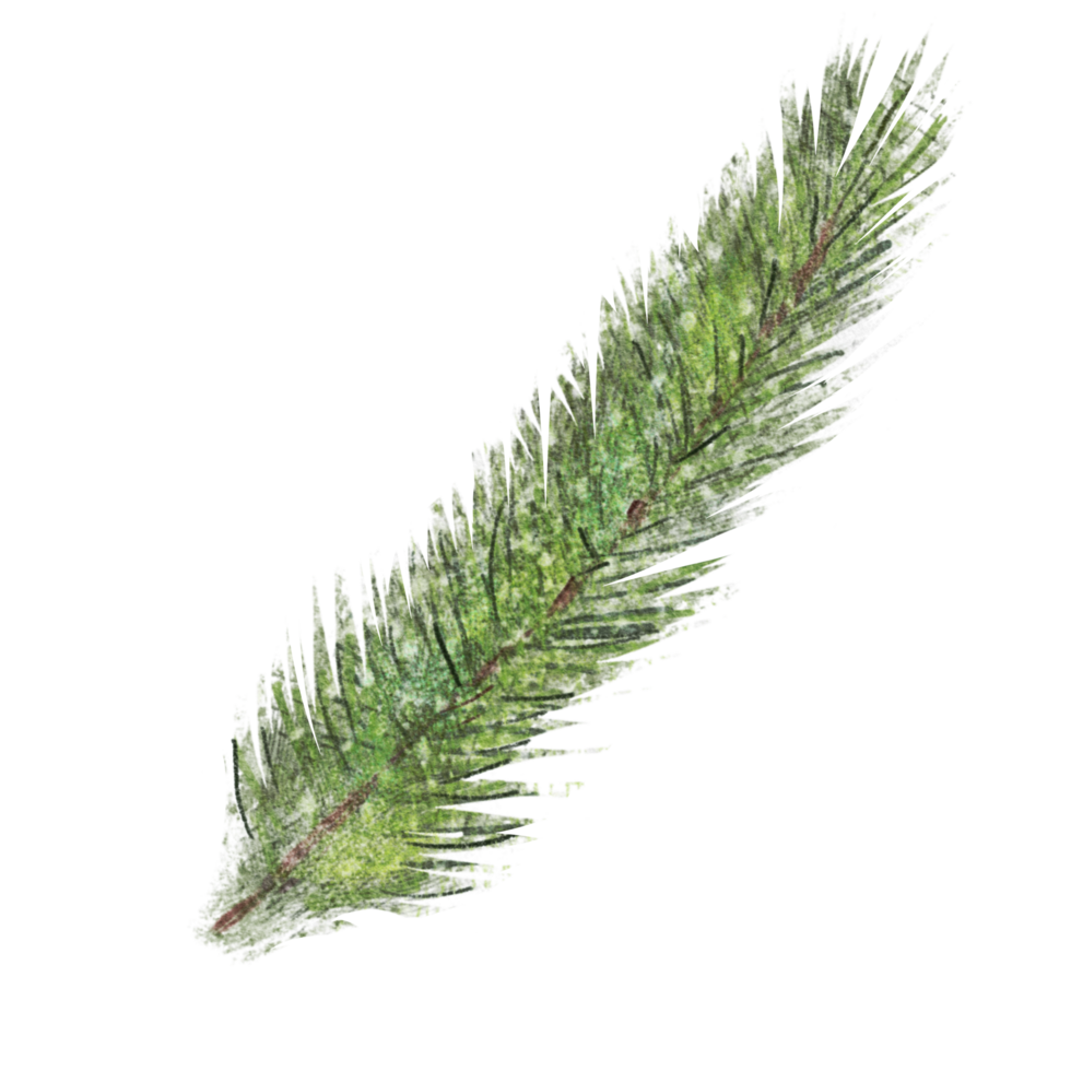 watercolor evergreen branch, pine tree, fir, spruce coniferous plants, christmas decorations. Illustration isolated on white background png