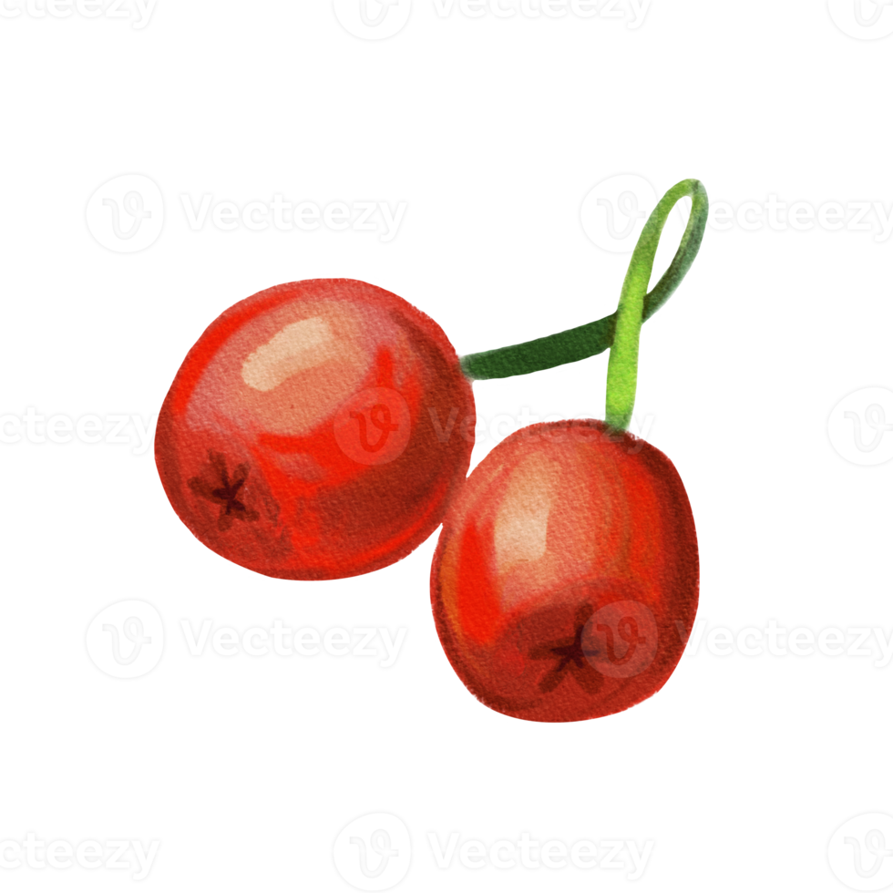 vattenfärg bär järnek representerar en järnek jul växt png