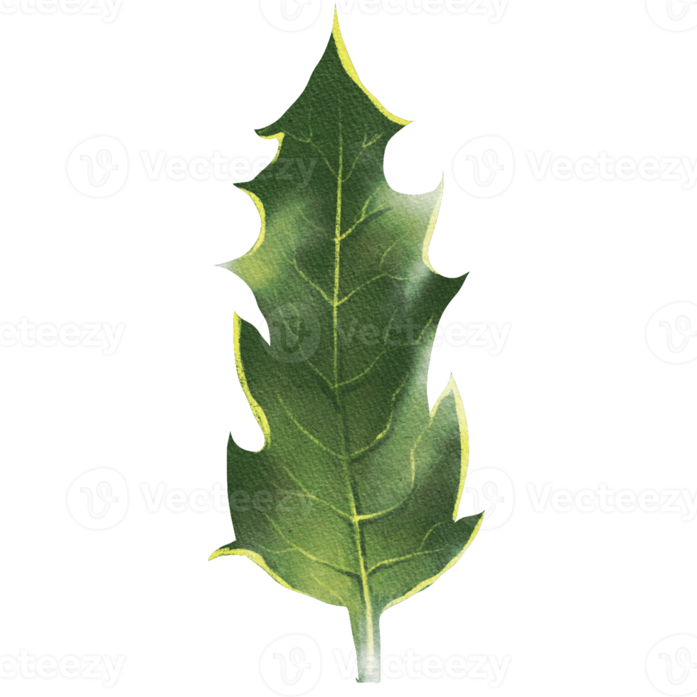 green spiky holly leaves for Christmas decoration png