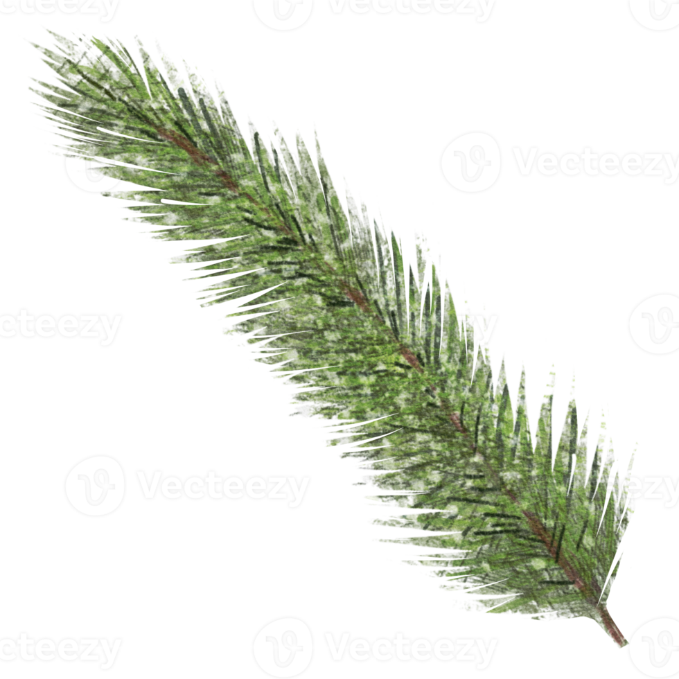 waterverf groenblijvend tak, pijnboom boom, Spar, net naald- planten, Kerstmis decoraties. illustratie geïsoleerd Aan wit achtergrond png