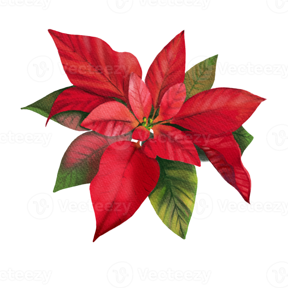 watercolor Floral Poinsettia. Winter Christmas Flower Isolated on white for Card Design, Greetings, New Year Holiday Party Invitation, Template Cover png