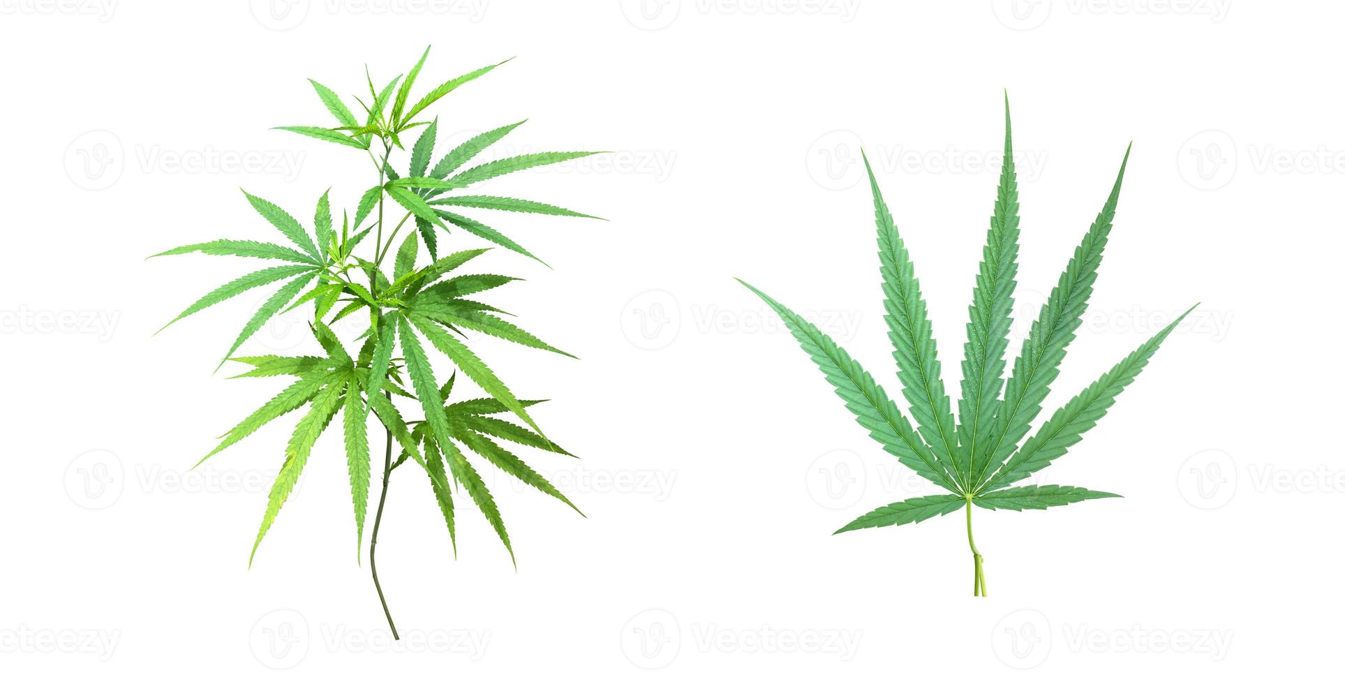 Isolated Cannabis indica plant with clipping paths. photo