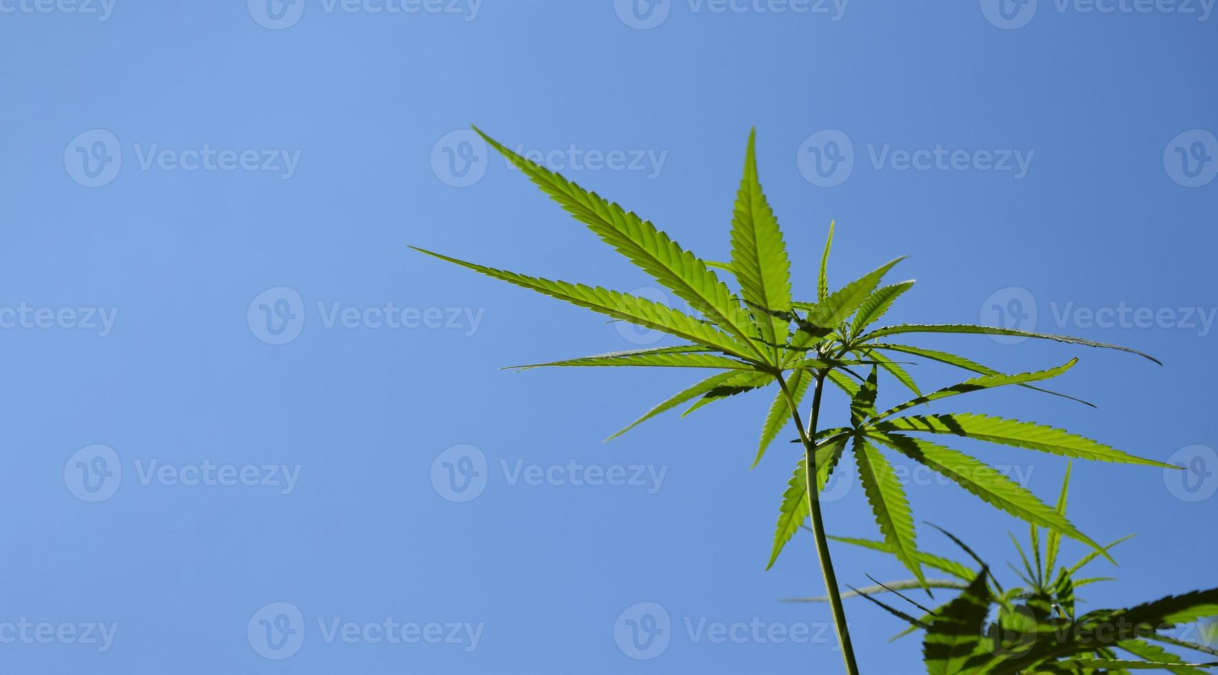 Top of young cannabis indica plant, blue sky background, soft and selective focus, new economic crops for Thai farmers. photo