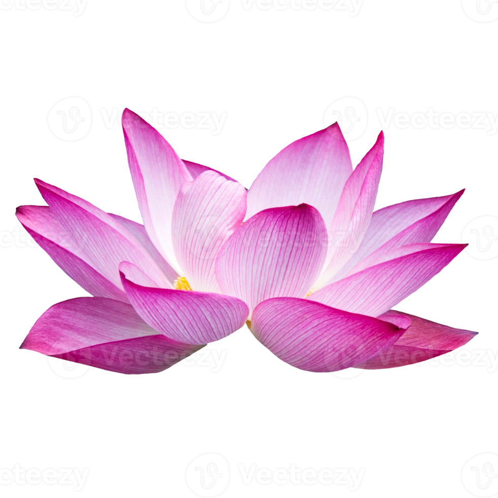 Beautiful Lotus Flower PNG Transparent