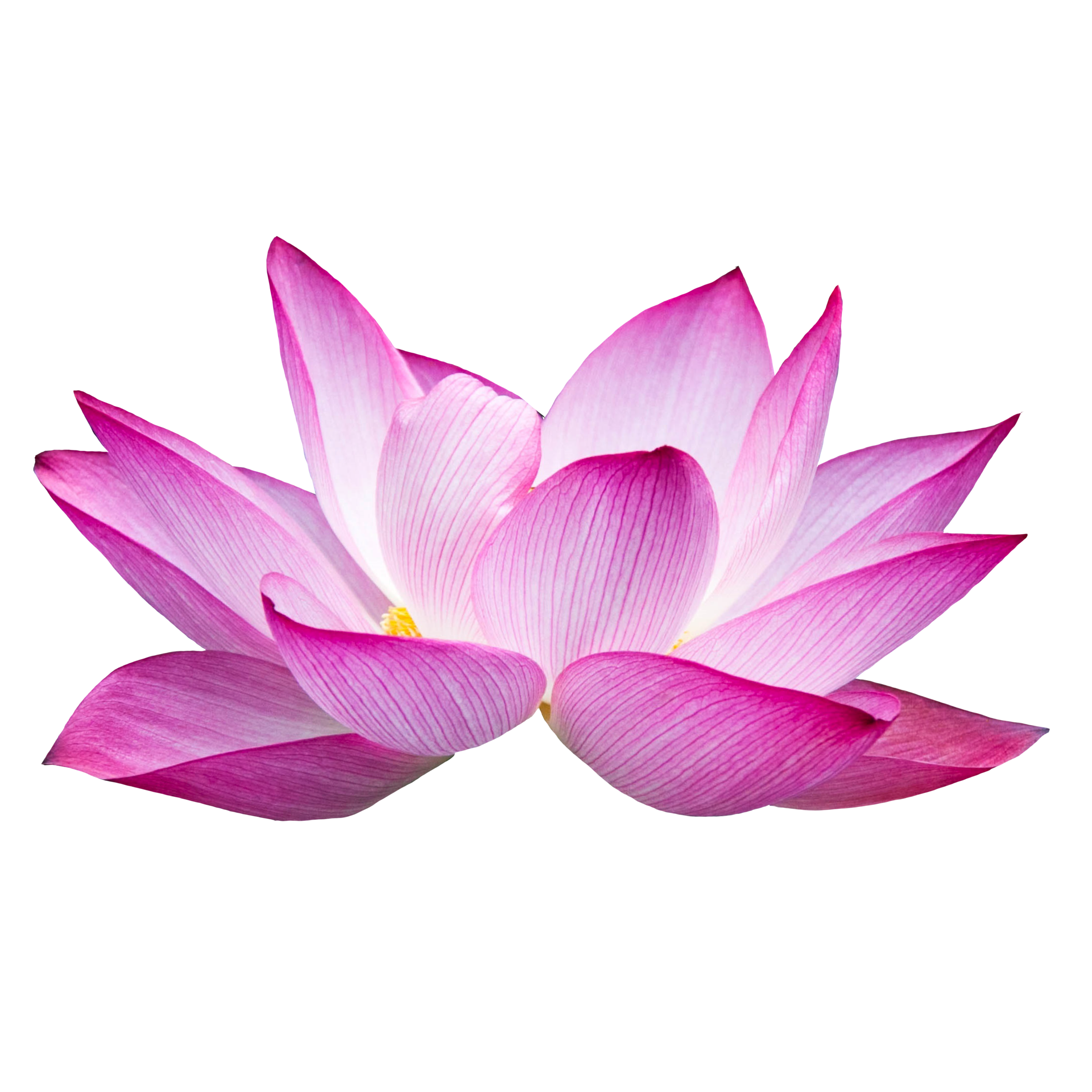 Free schöne lotusblume png transparent 12996187 PNG with Transparent