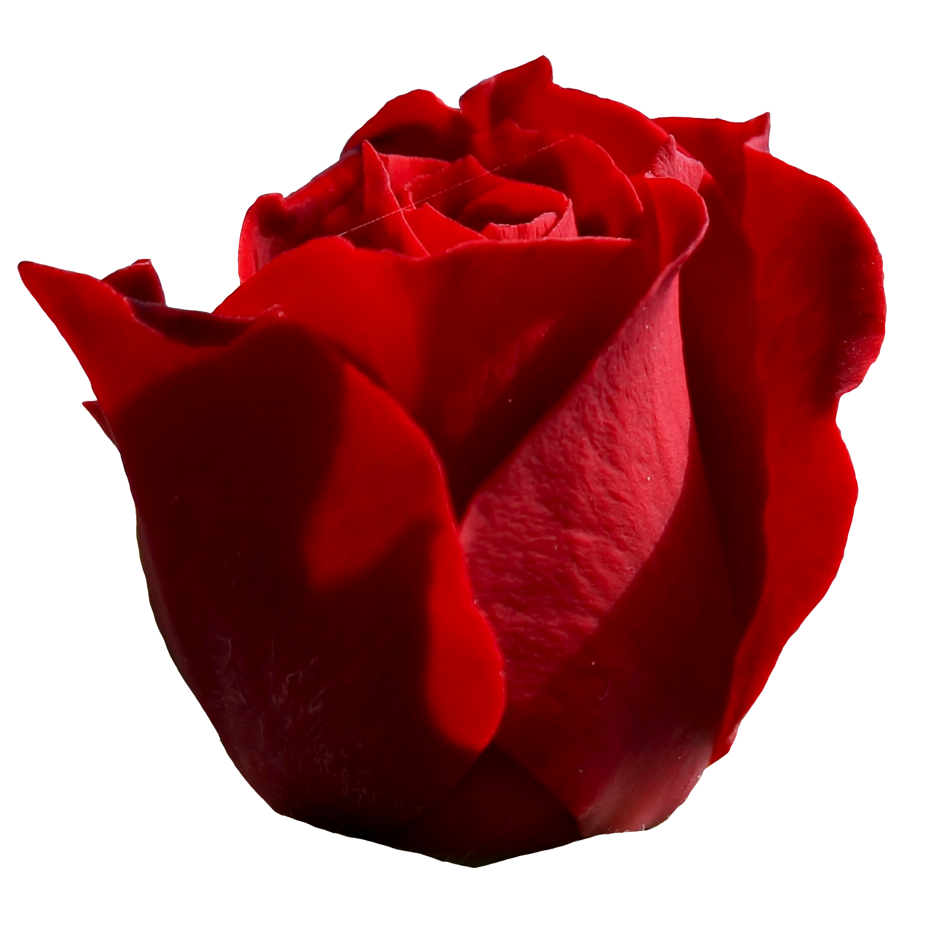 Đây chính là hình ảnh hoàn hảo cho những tín đồ yêu hoa hồng - đầy đủ hoa hồng màu đỏ trong suốt. Hãy tận hưởng vẻ đẹp tinh tế và đầy lôi cuốn của từng cánh hoa khi bạn nhìn ngắm chúng trên màn hình của mình.