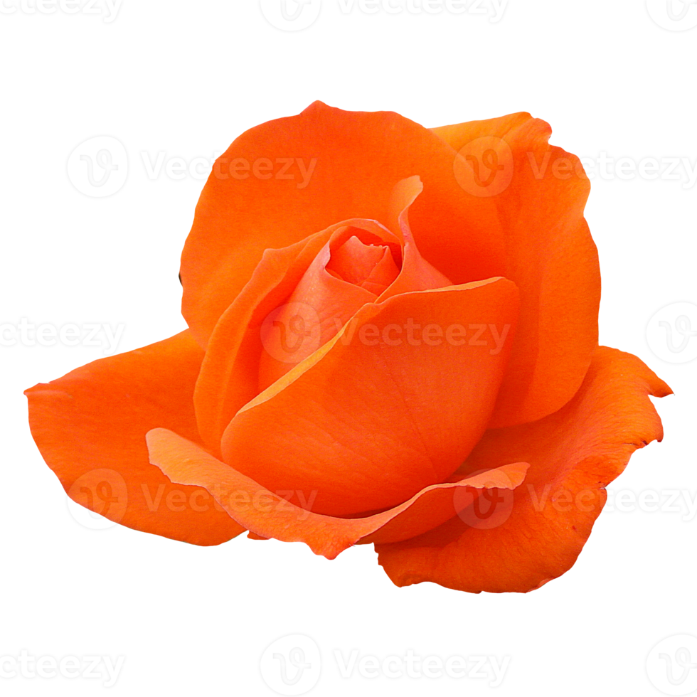 schöne orange Rosenblüte png