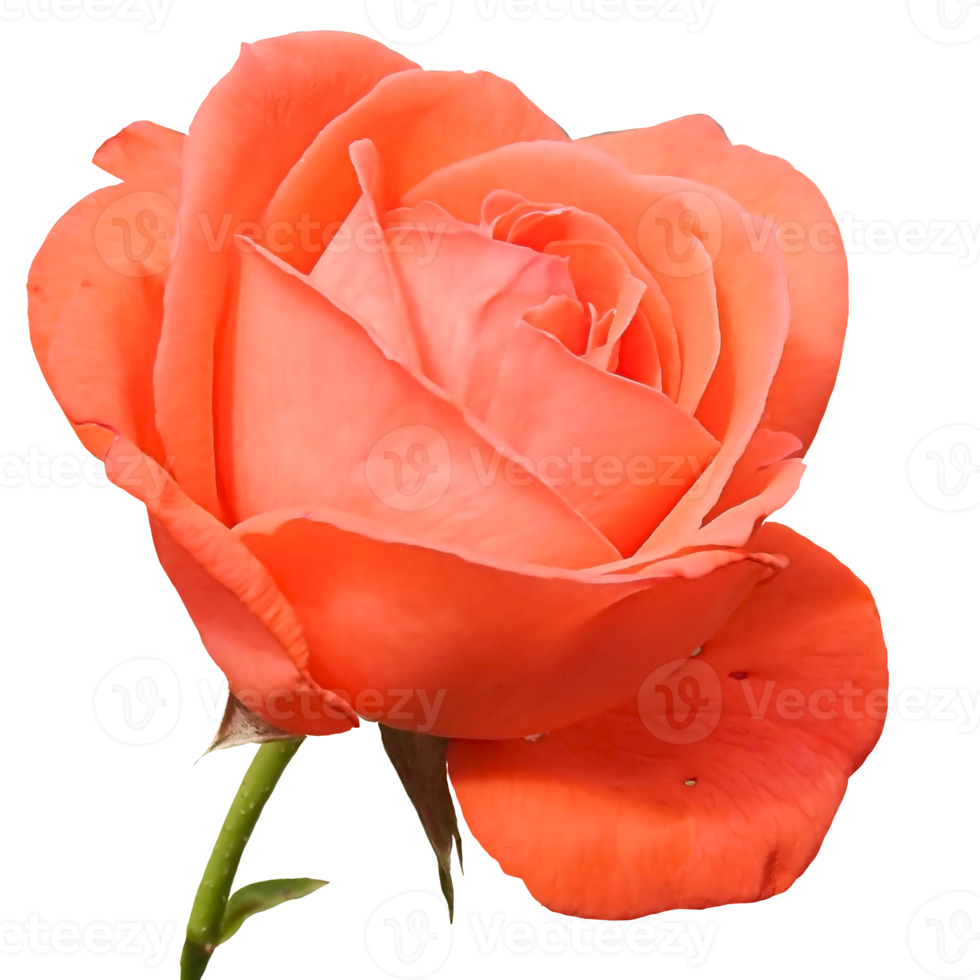 Free Beautiful Orange Color Rose Flower 12996197 PNG with Transparent  Background