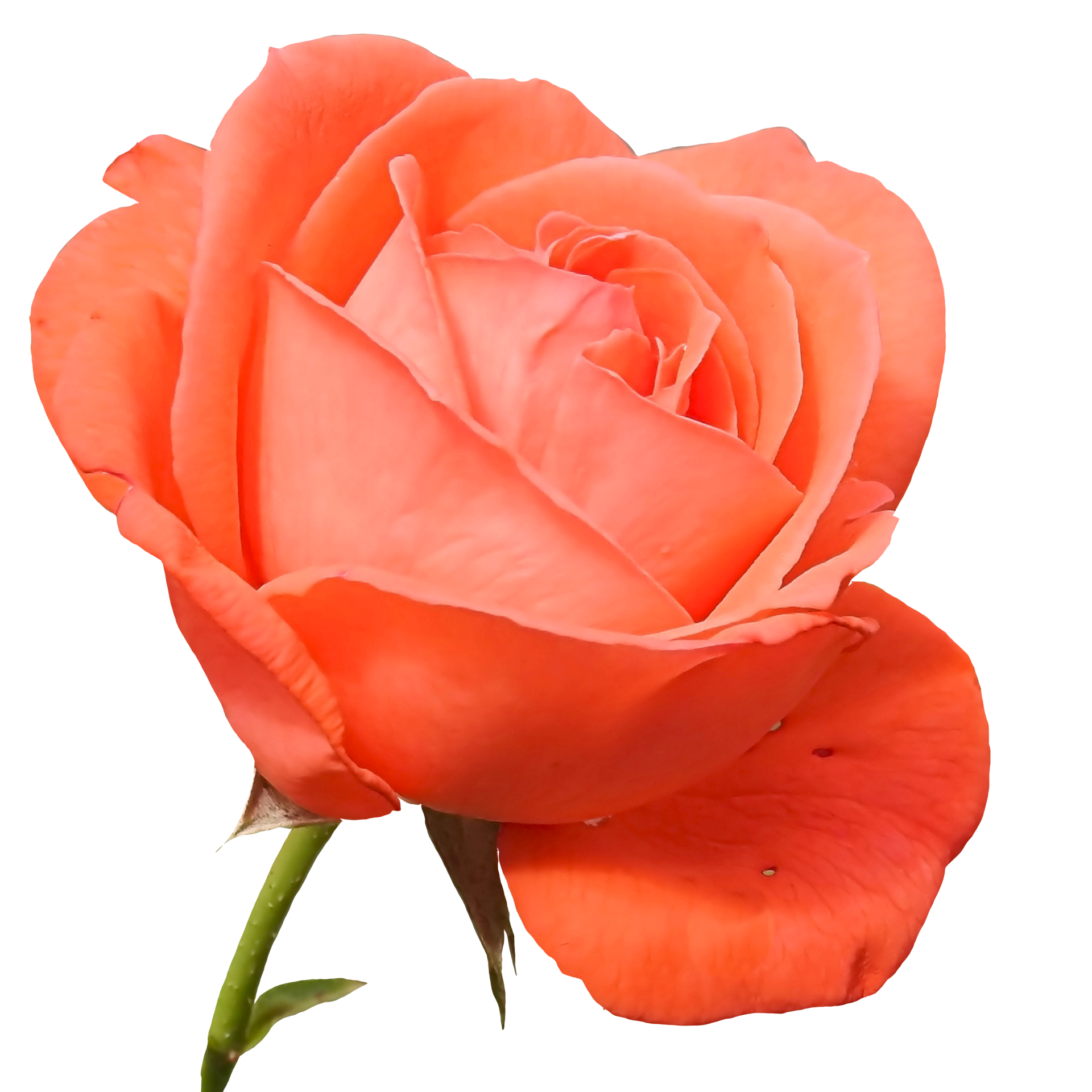 single orange rose