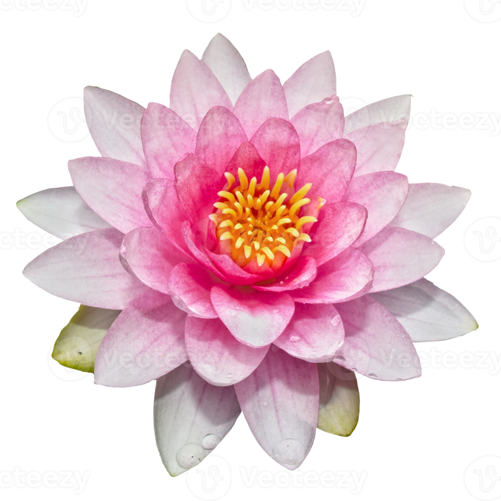 belle fleur de lotus png transparente