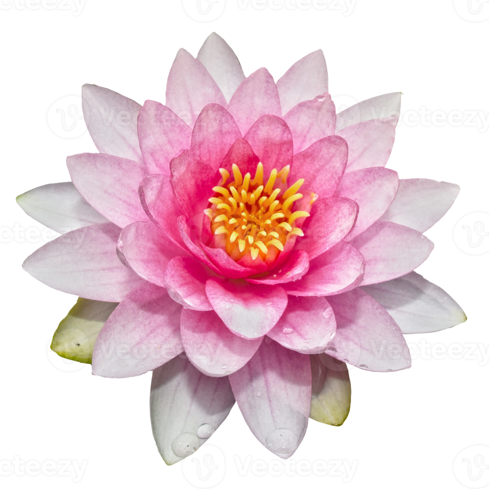 skön lotus blomma png transparent