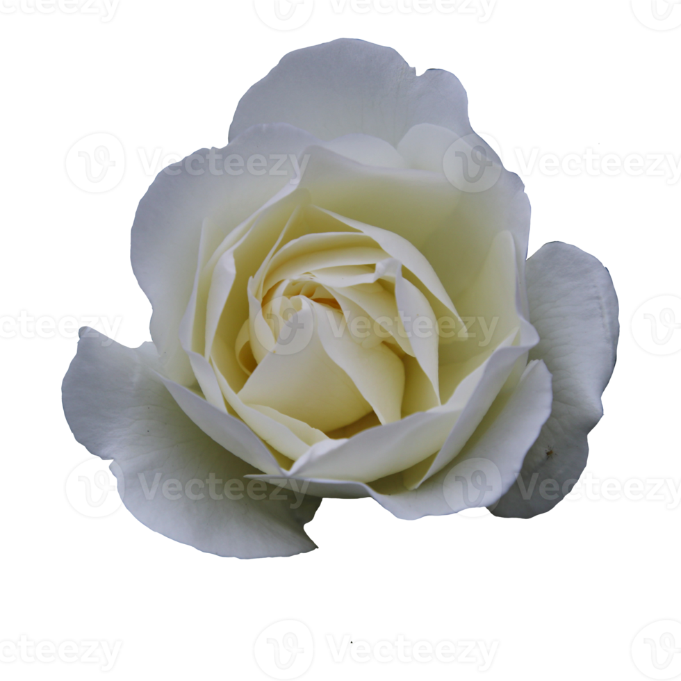 My Image 33