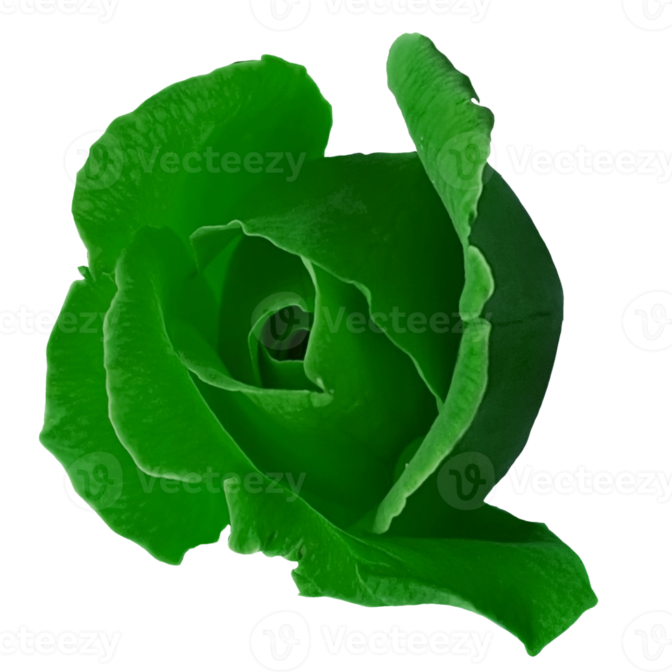 Beautiful Green Rose Flower 12996208 PNG
