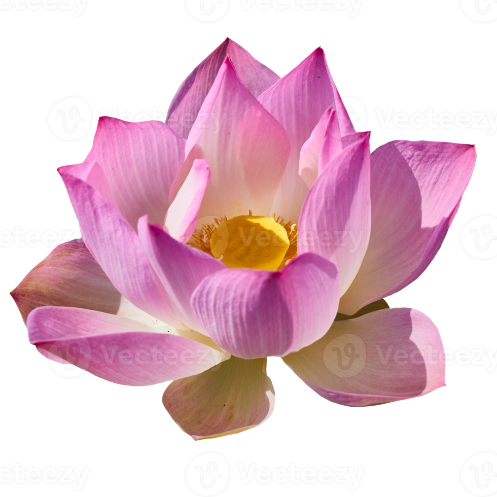 Beautiful Lotus Flower PNG Transparent