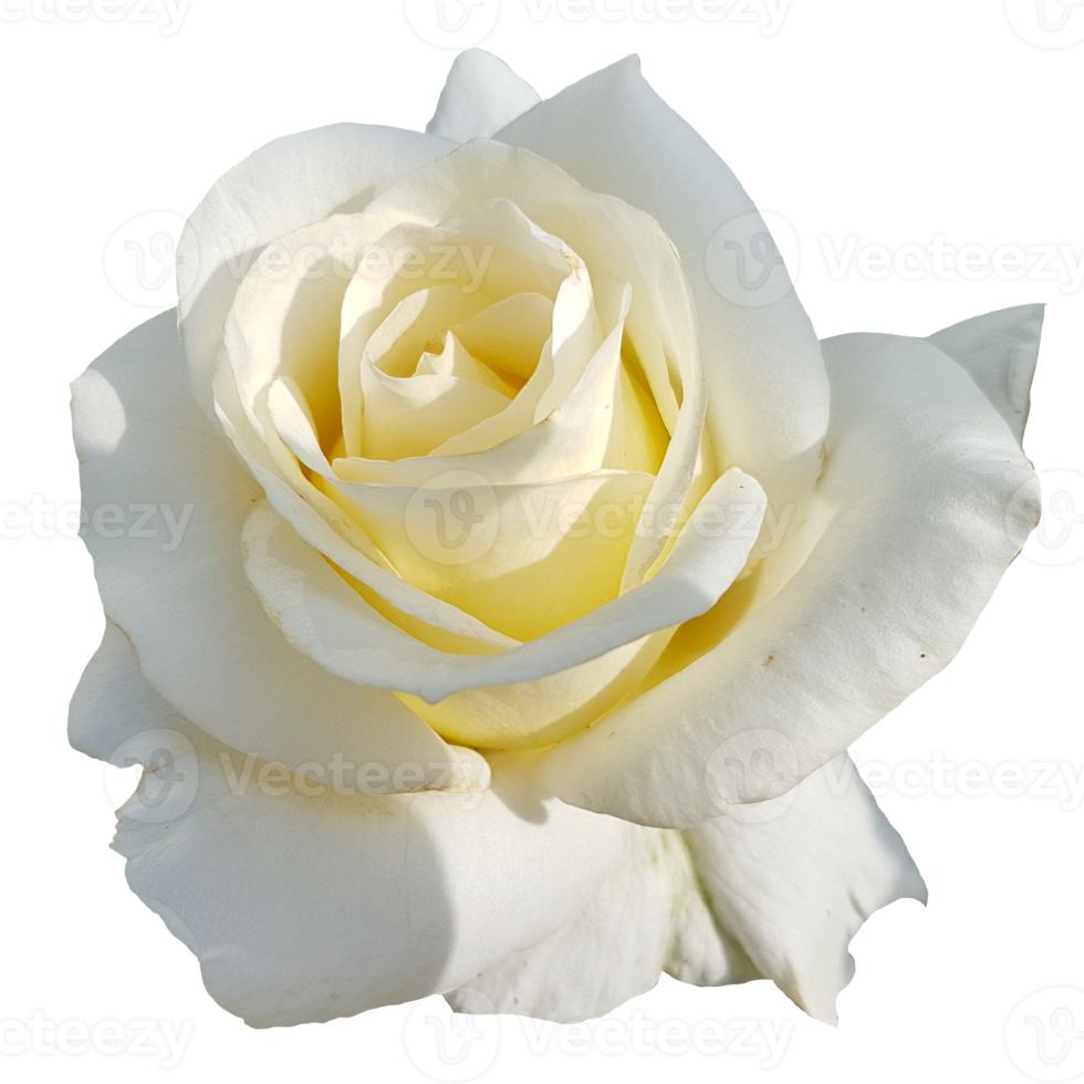 Beautiful White Rose Flower png