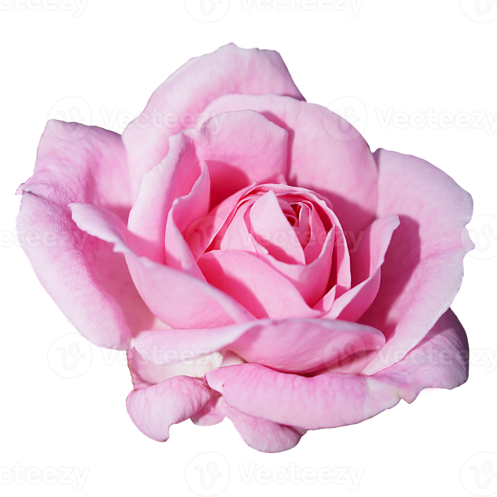 Beautiful Pink Rose Flower 12996212 PNG