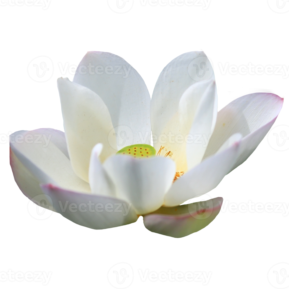 Free hermosa flor de loto png transparente 12996217 PNG with Transparent  Background