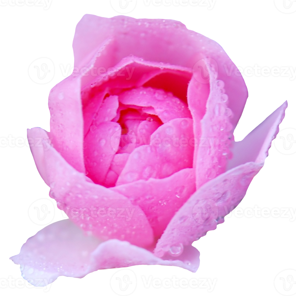 mooi roze roos bloem png