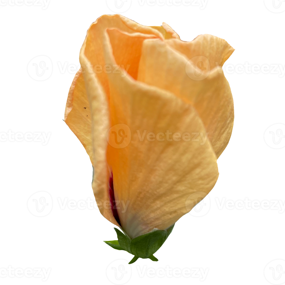 Beautiful Orange Rose Flower png