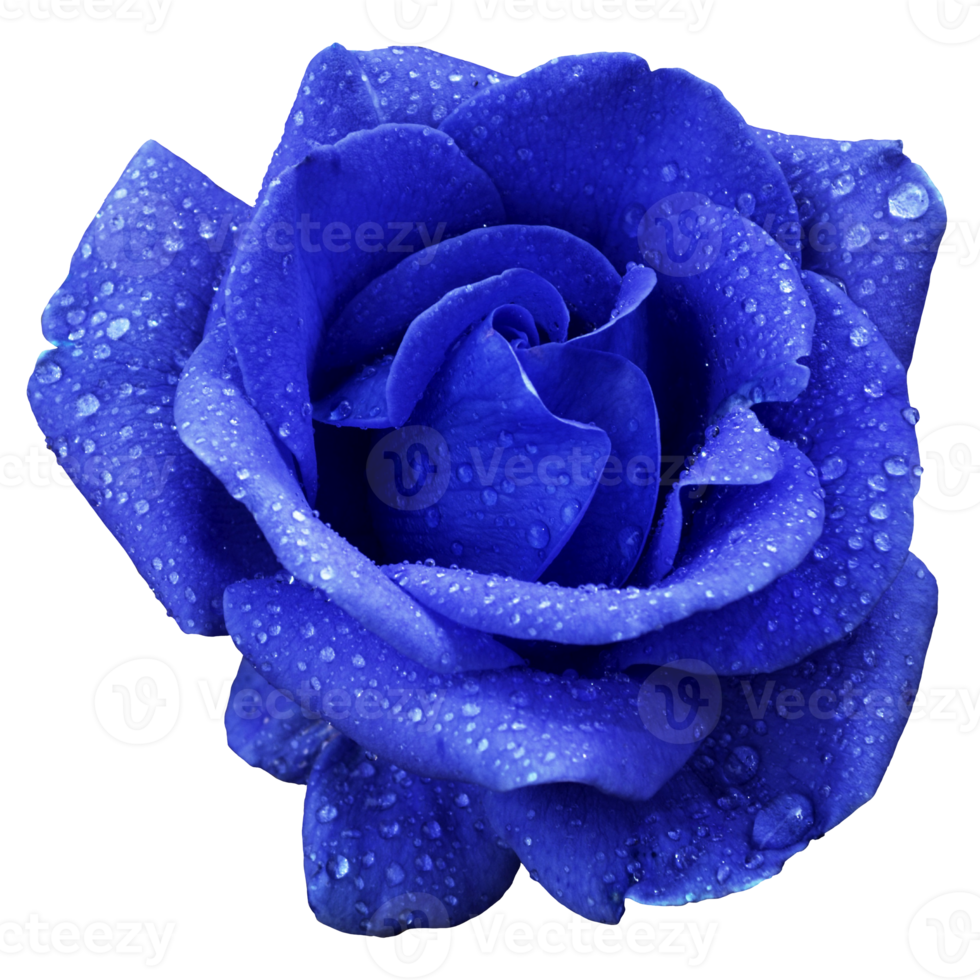 Beautiful Navy Rose Flower png