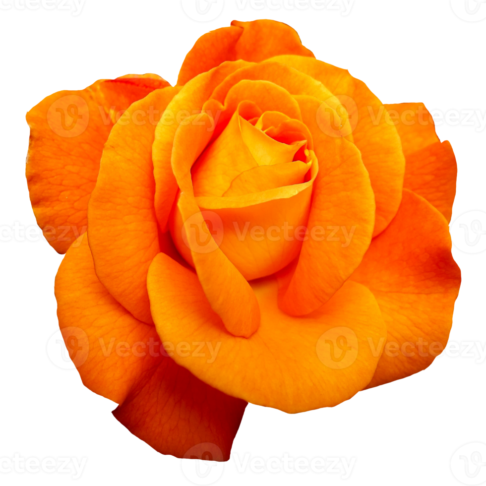 mooi oranje roos bloem png