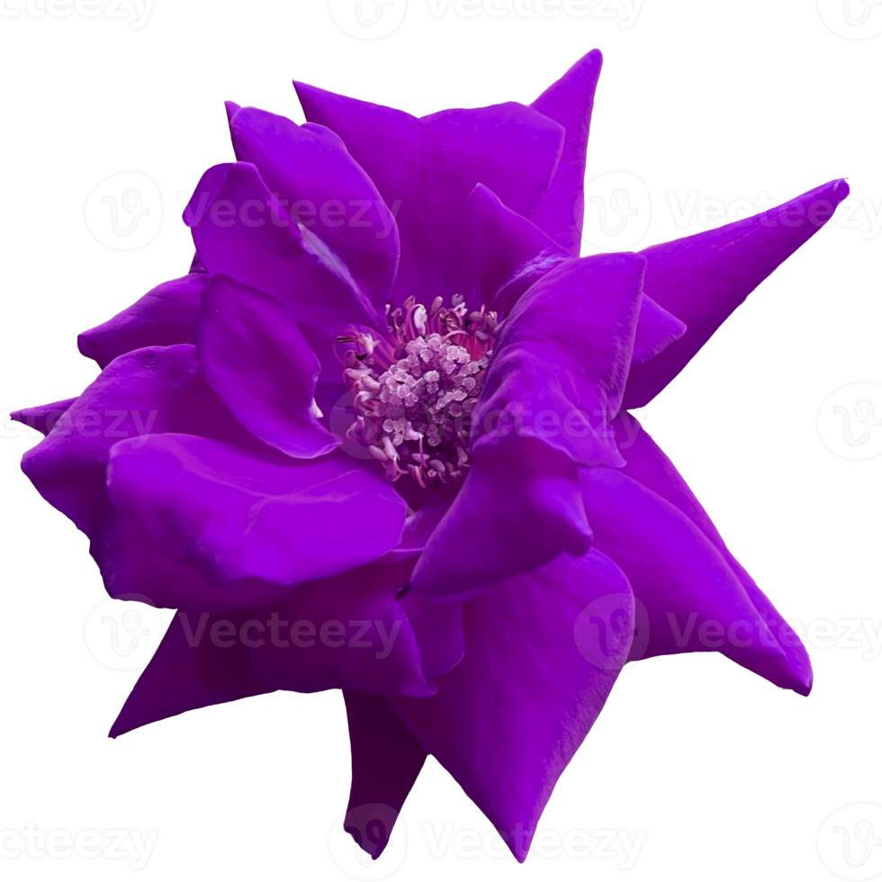 schöne violette Rosenblüte png