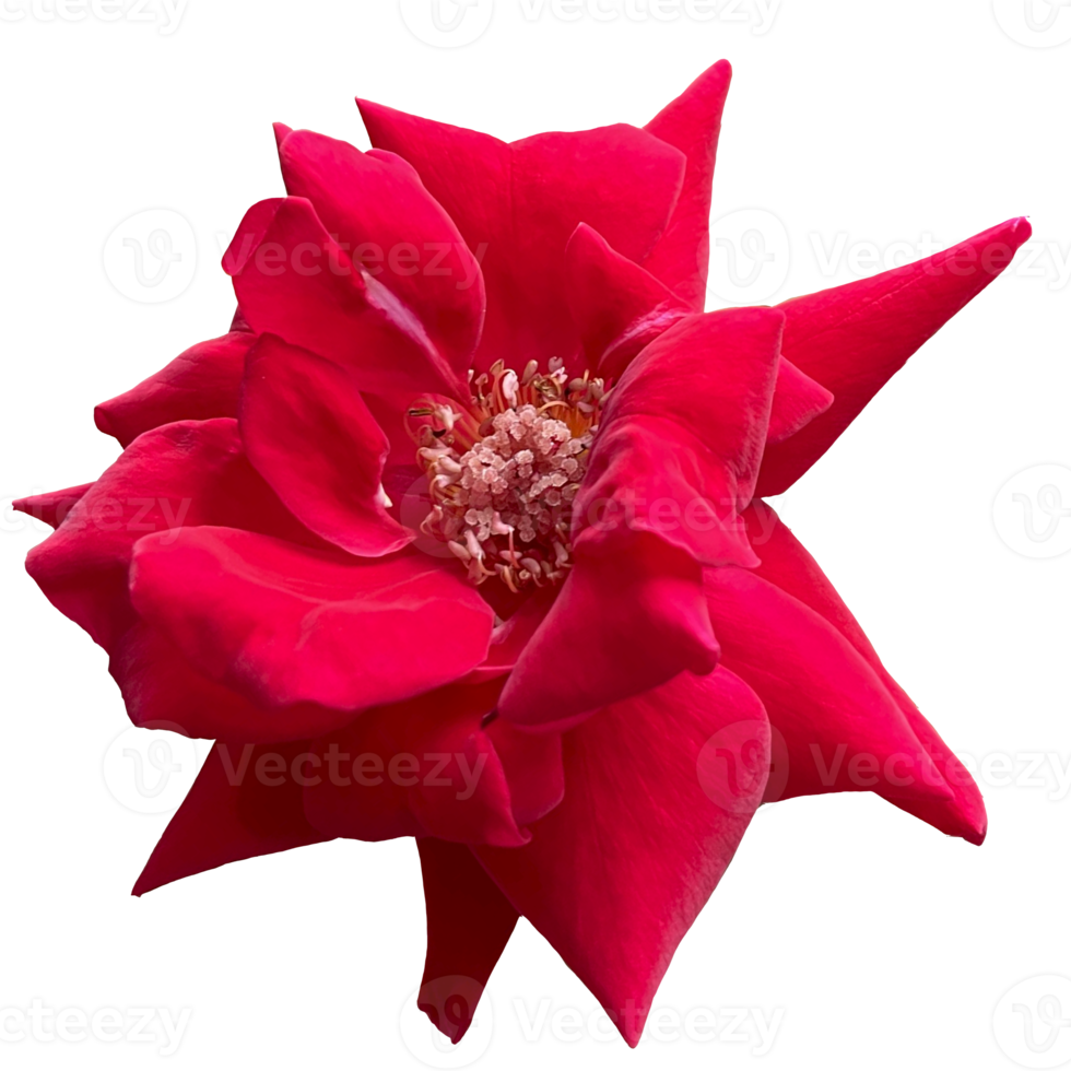 Beautiful Red Rose Flower png