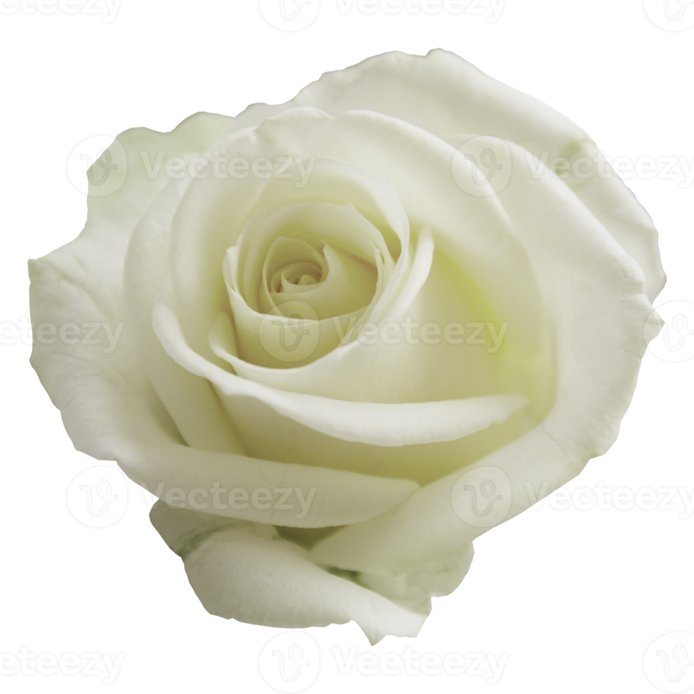 hermosa flor rosa blanca png