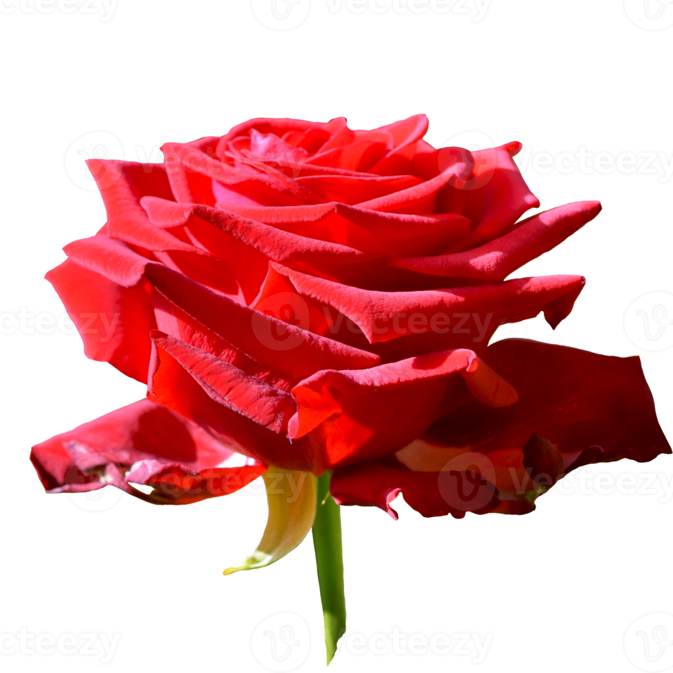 belle fleur rose rouge png