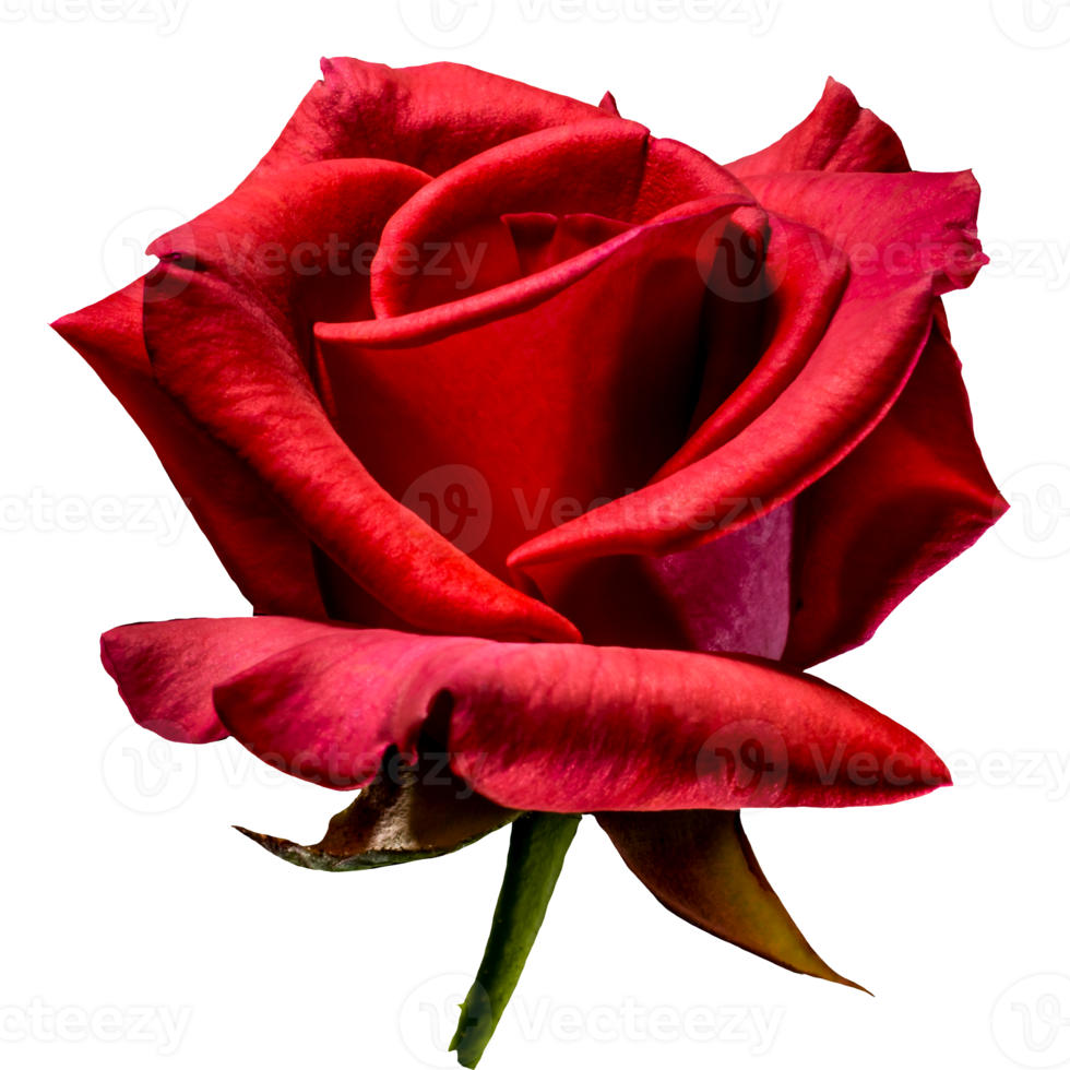 belle fleur rose rouge png