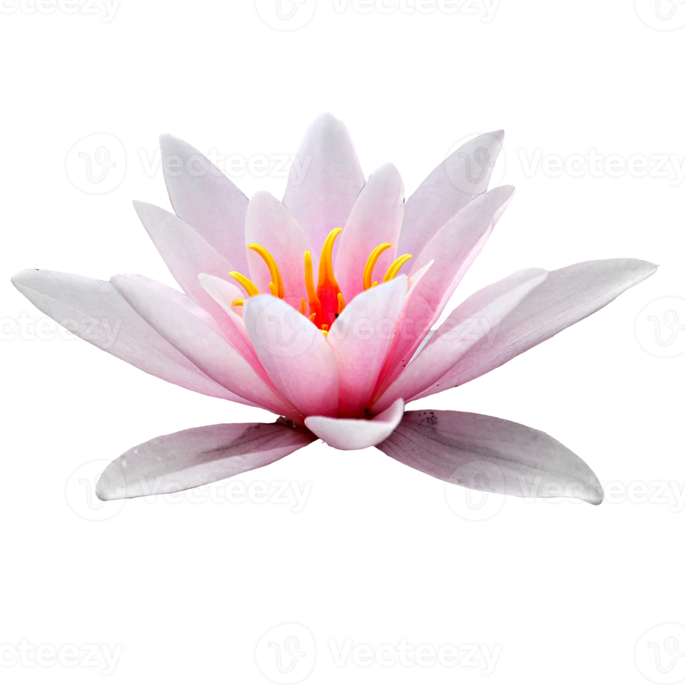 Free hermosa flor de loto png transparente 12996243 PNG with Transparent  Background