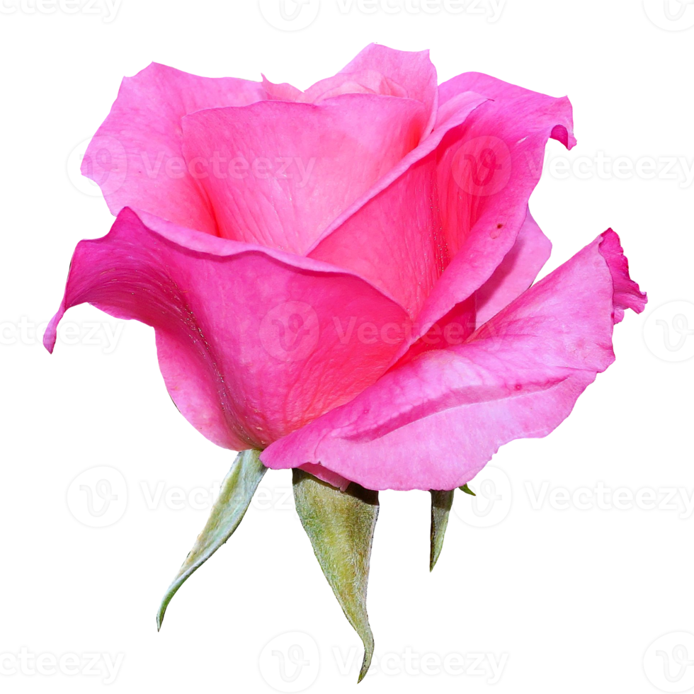 Beautiful Pink Rose Flower 12996244 PNG