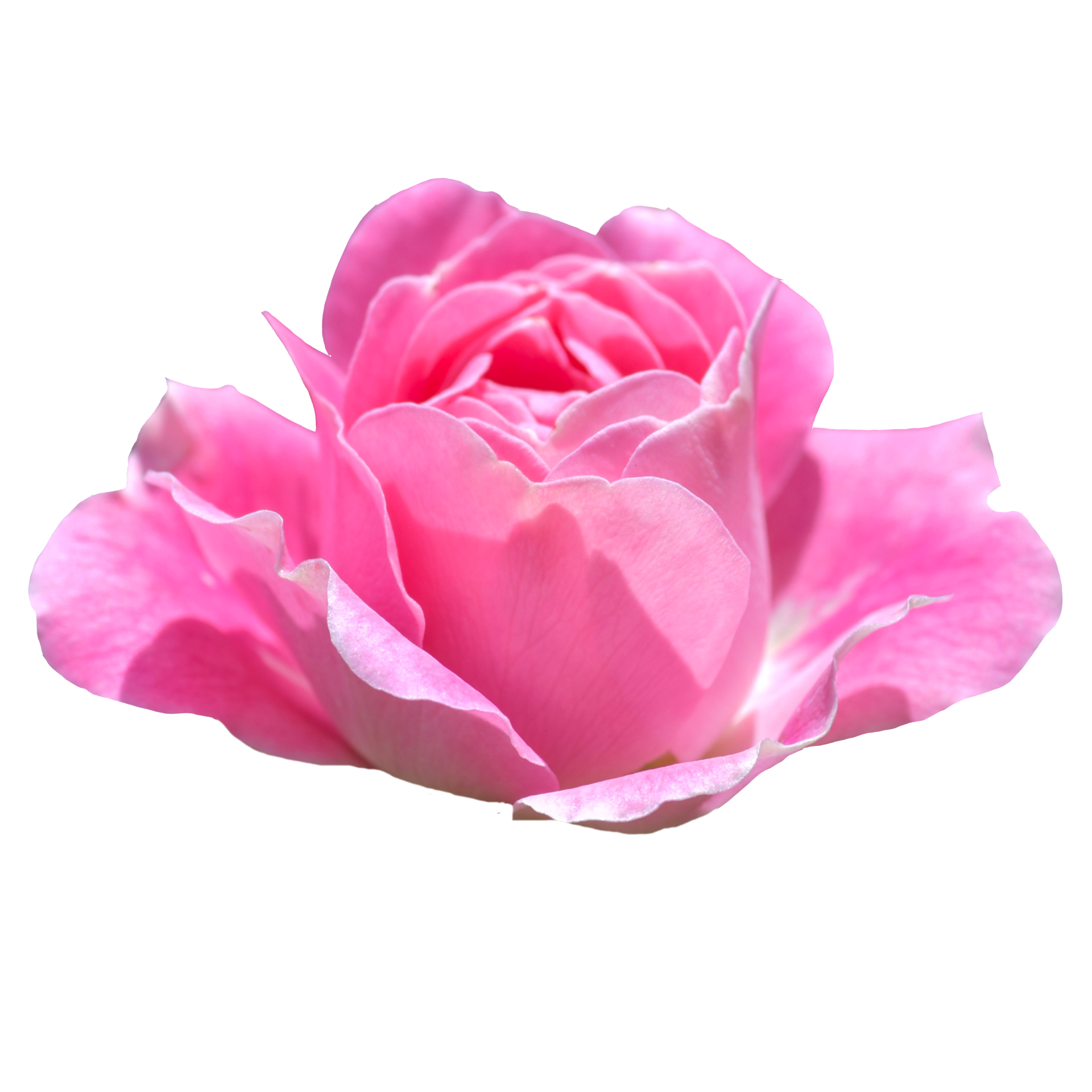 Beautiful Pink Rose Flower 12996246 Png