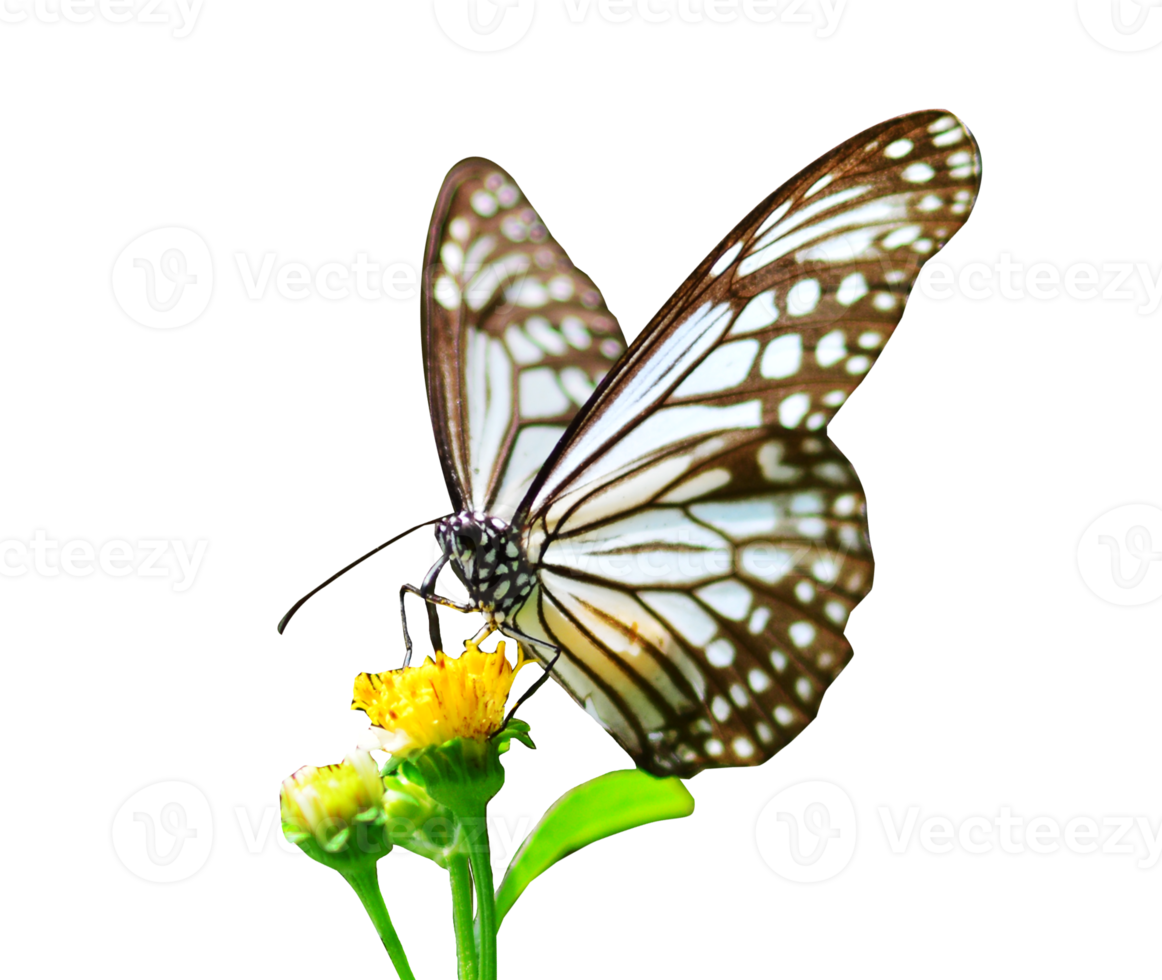 Butterfly on white background easy to use in projects. png