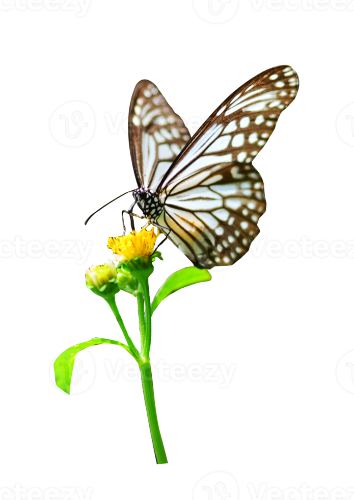 Butterfly on white background easy to use in projects. png