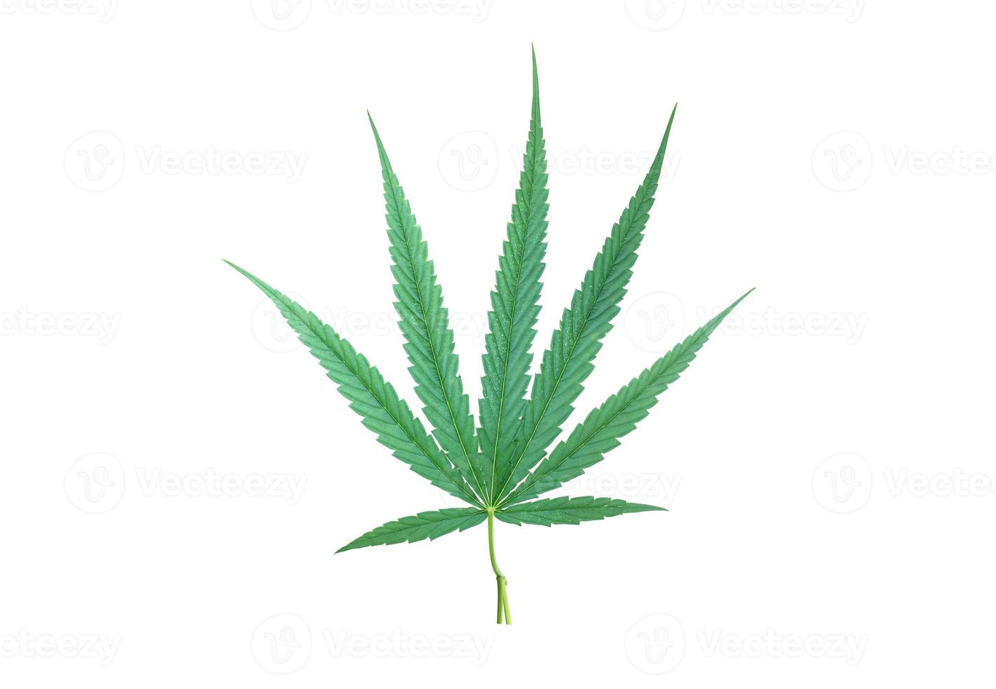 Isolated Cannabis indica plant with clipping paths. photo