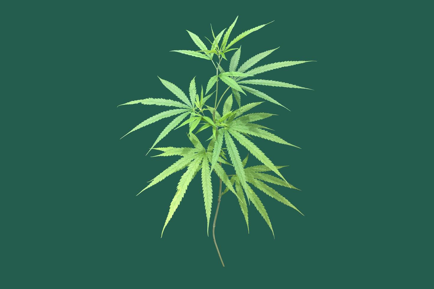 Isolated Cannabis indica plant with clipping paths. photo