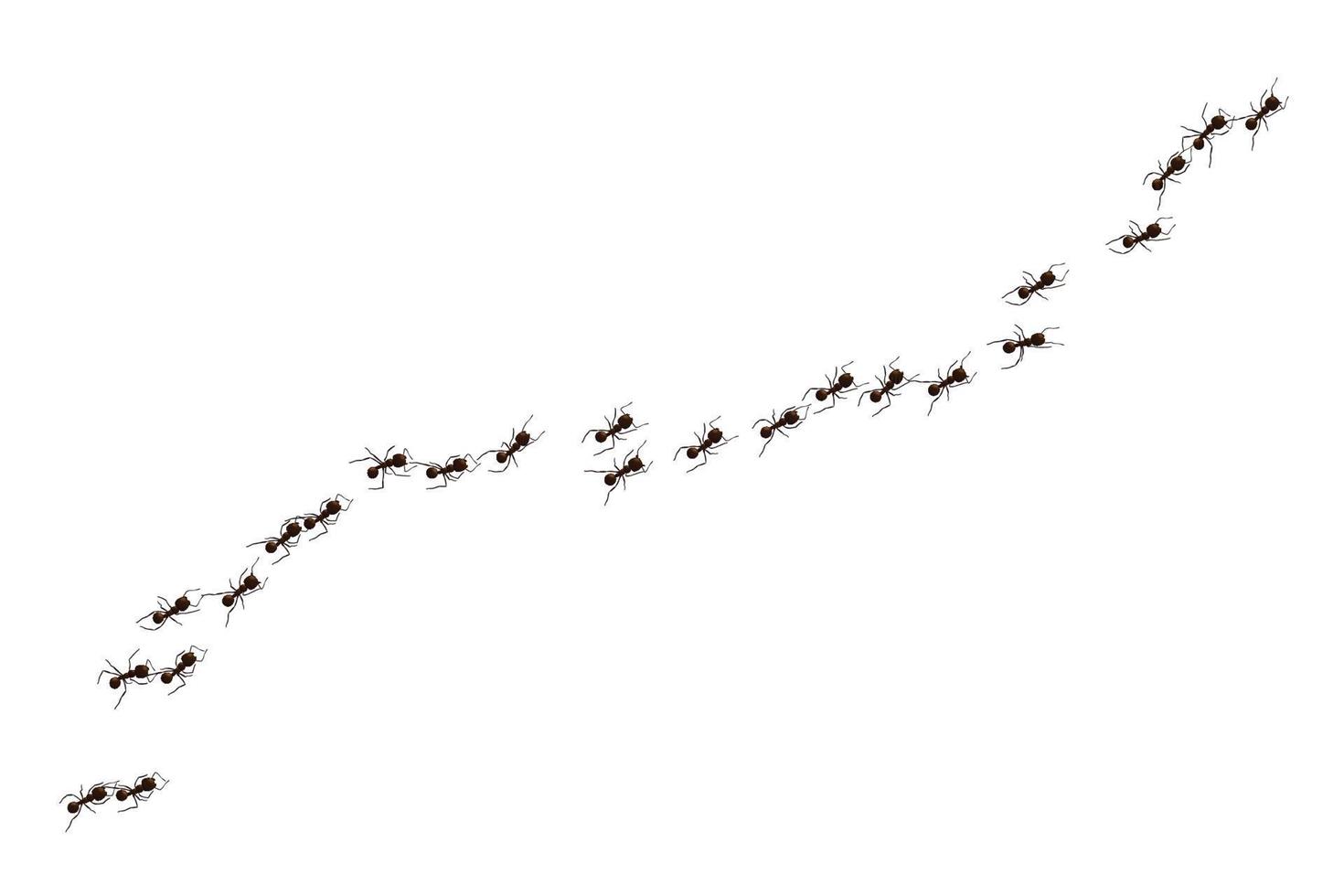 Black ant trail. Working insect curve group silhouettes isolated. Vector illustration.